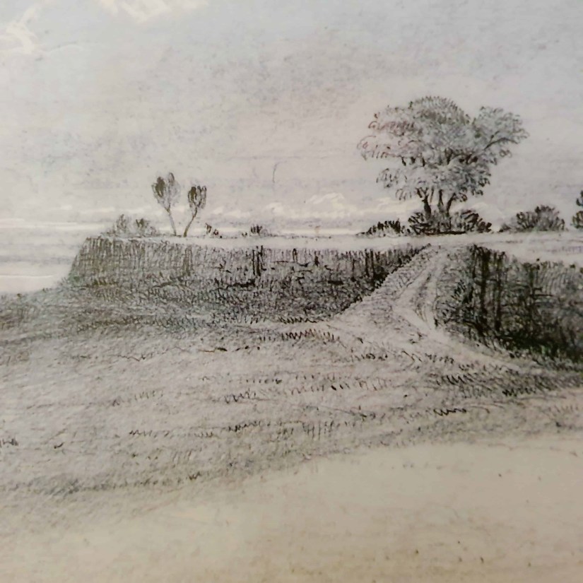 Front cover of Brown and the Elms