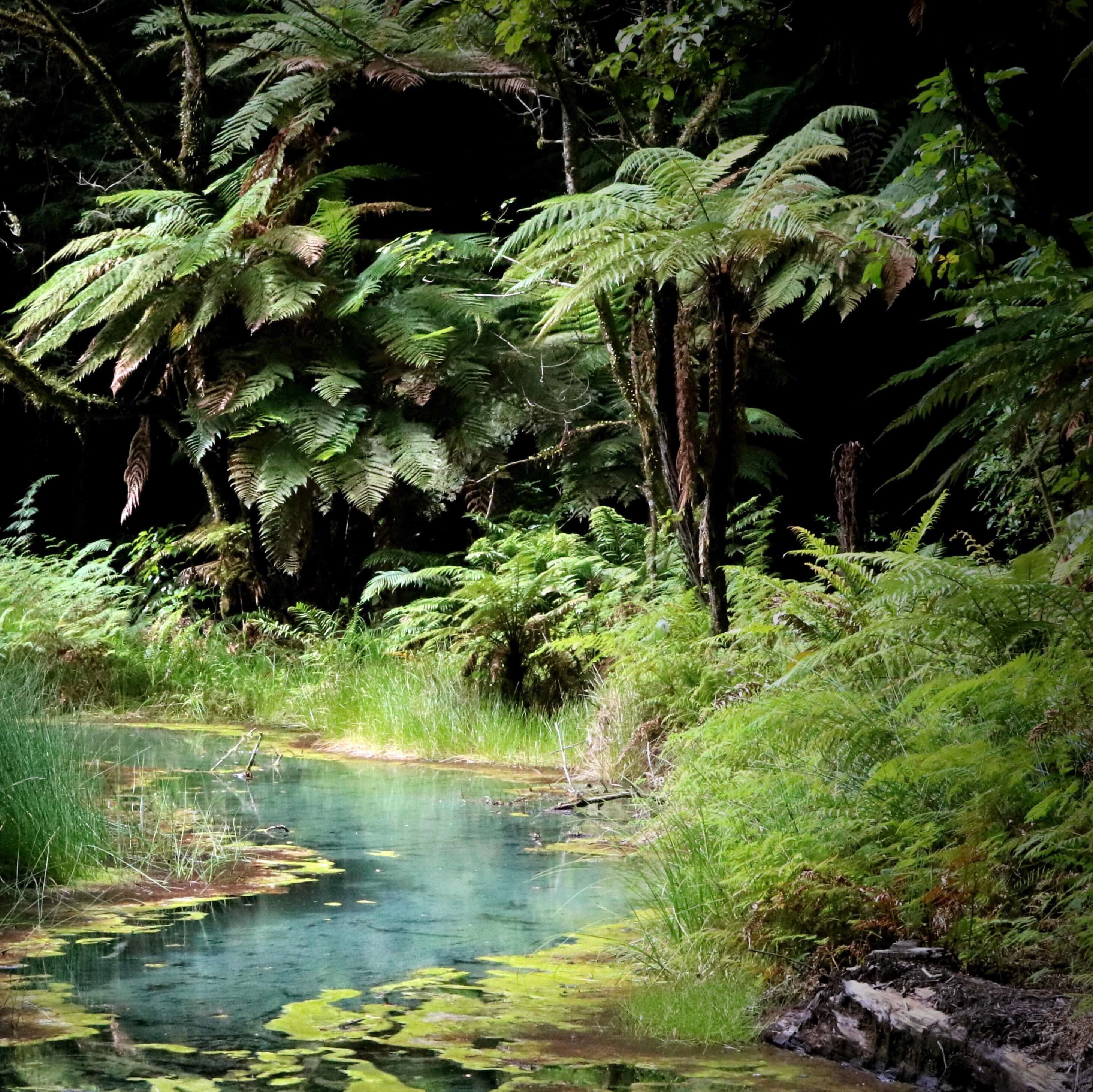 Beginning of our hike