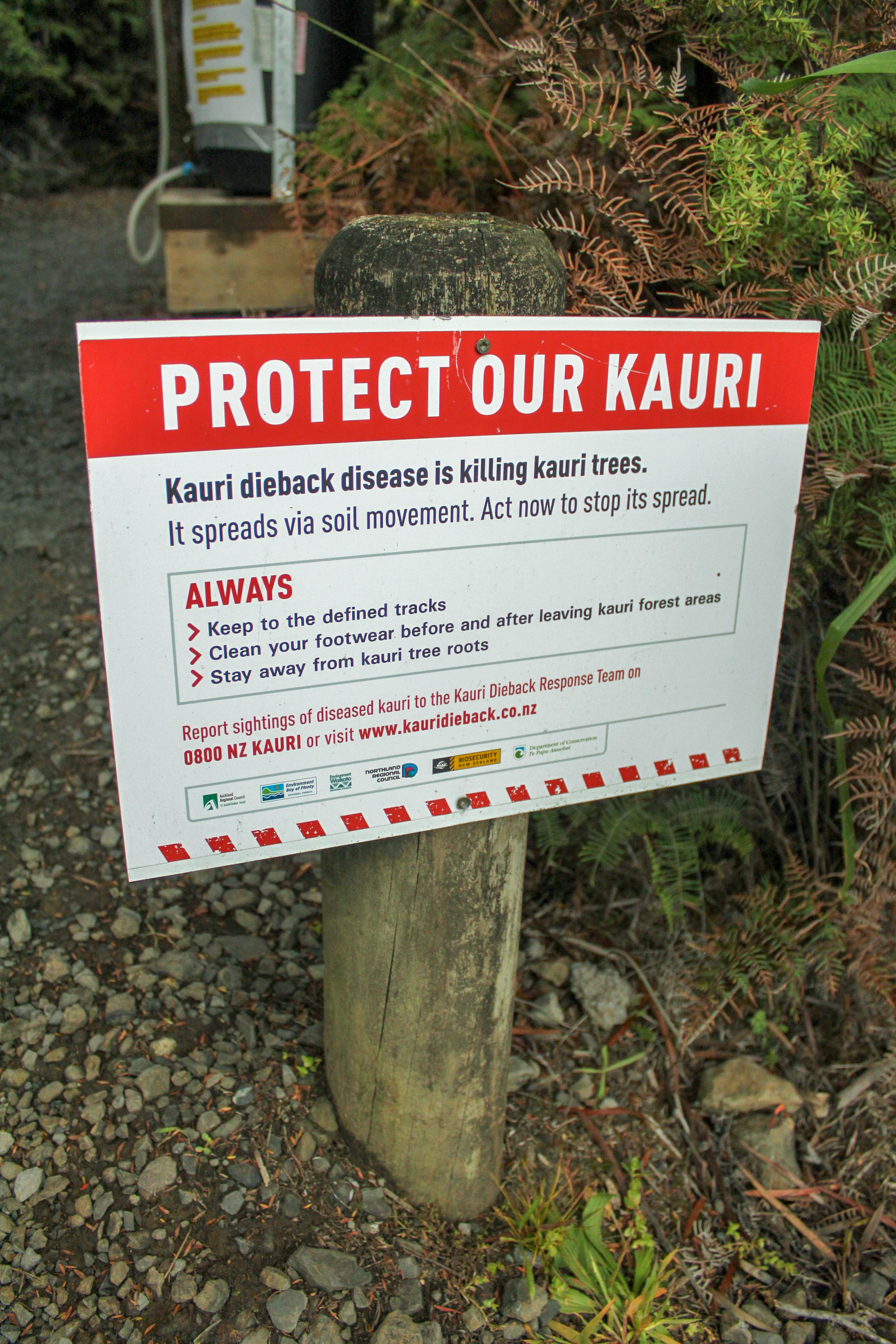 New Zealand: Kauri National Park