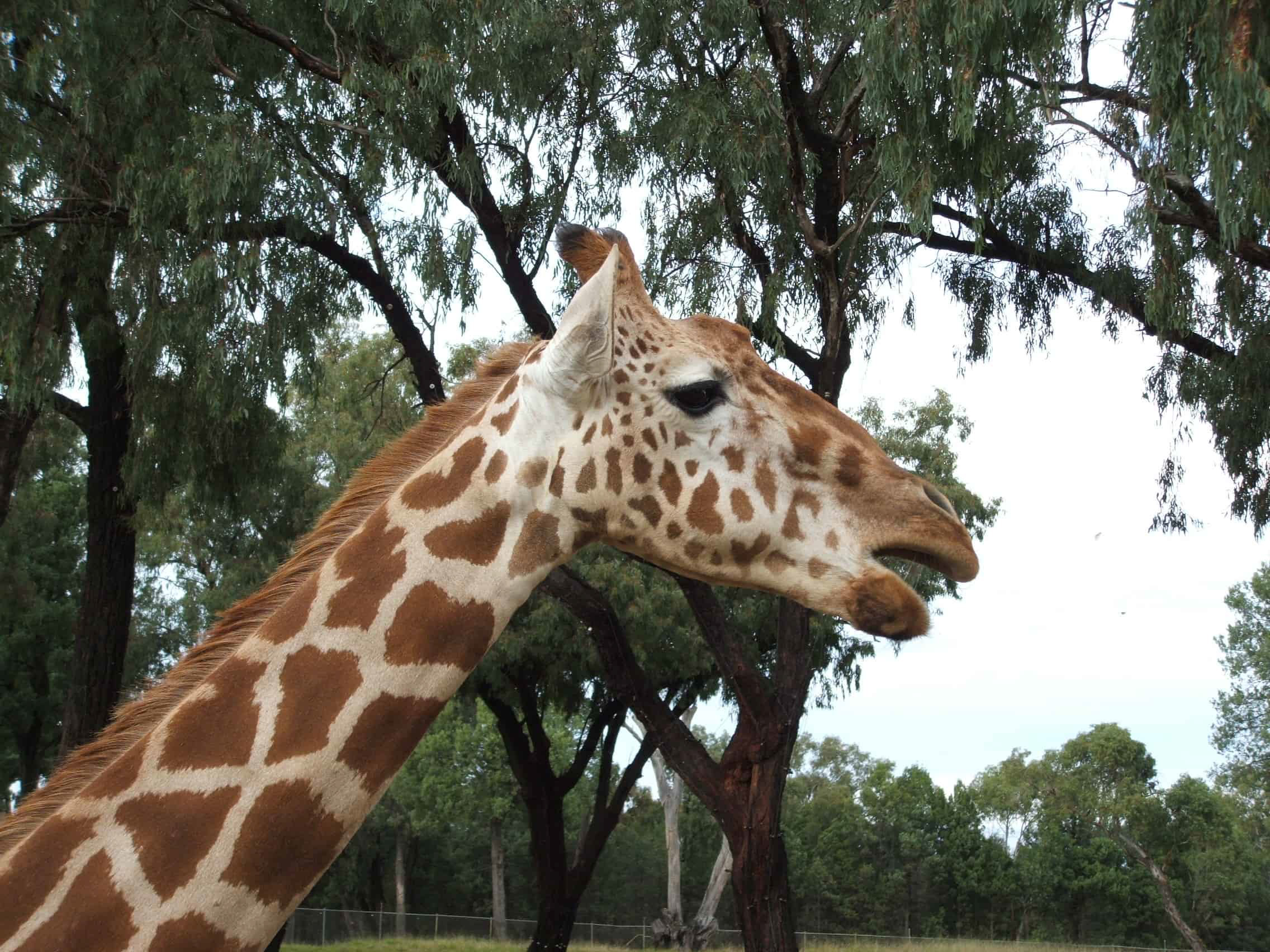 Dubbo Zoo