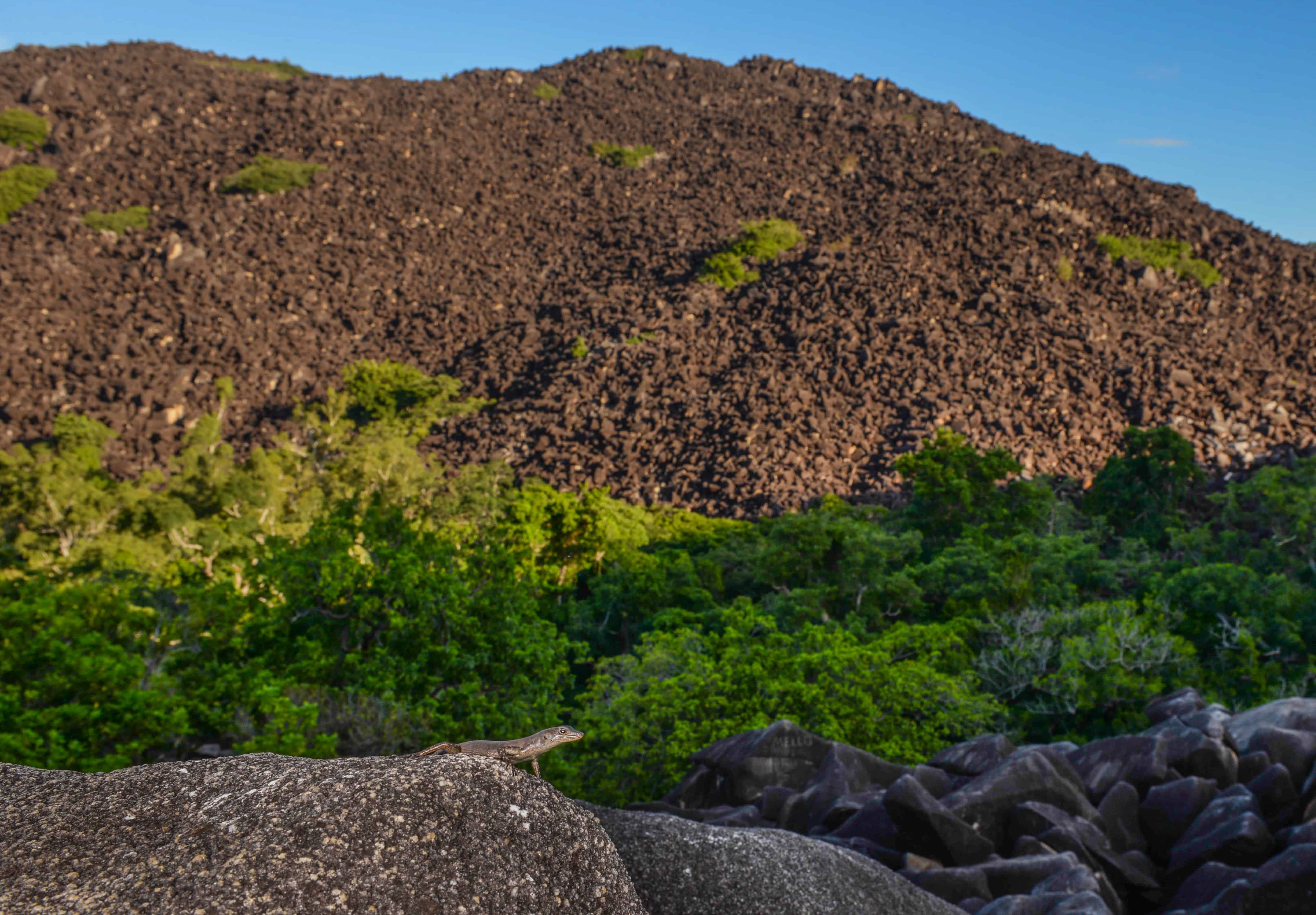 Skink on rocks Black Mountain National Park_edited.jpg