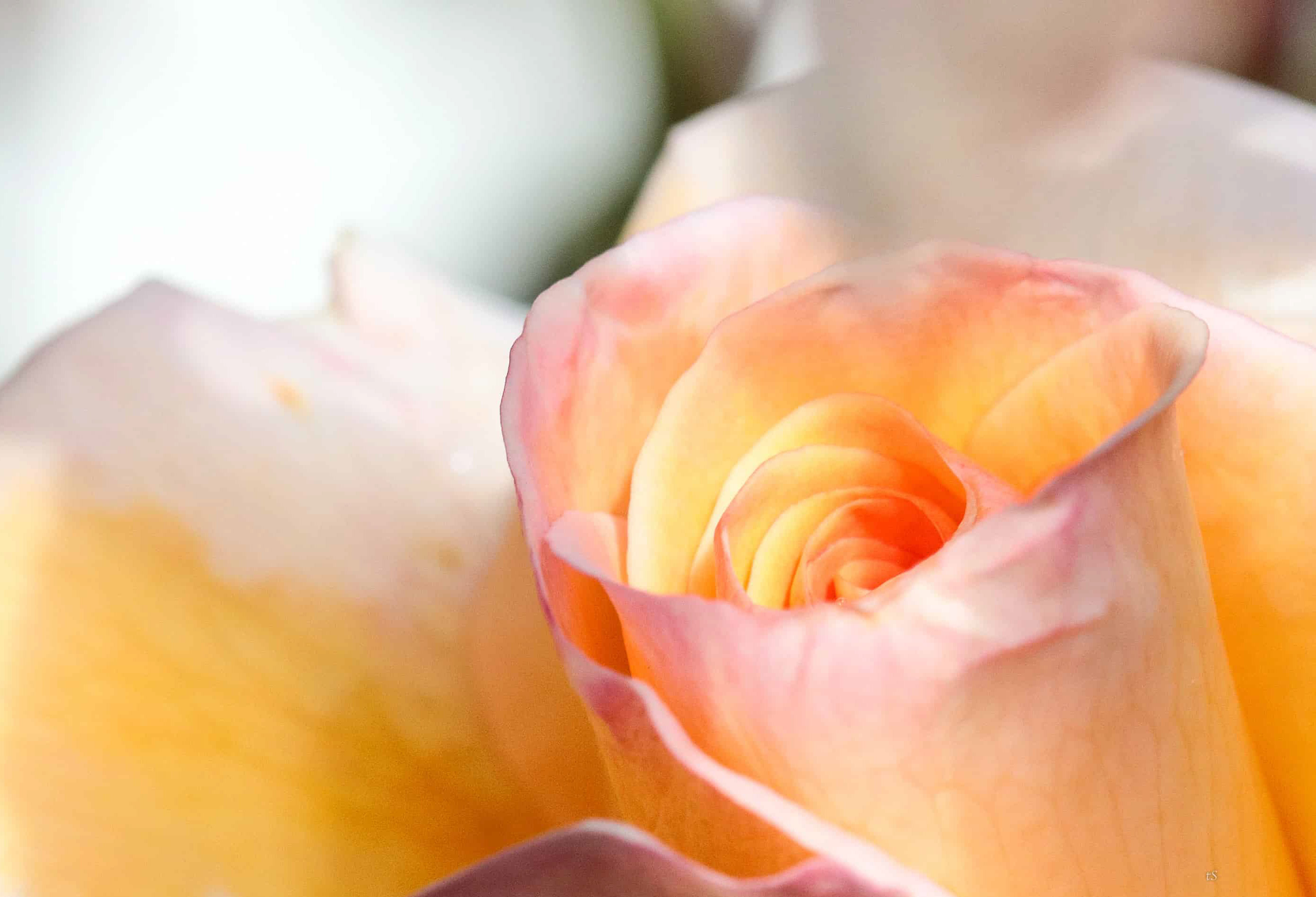 Larger version of the yellow pink rose_edited