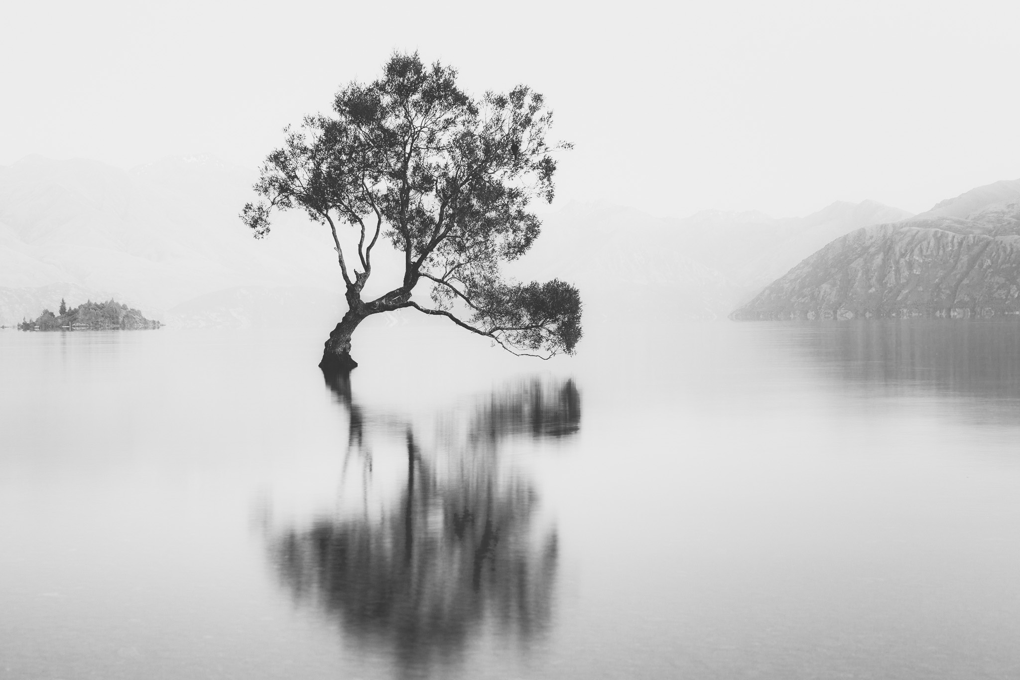Wanaka tree large