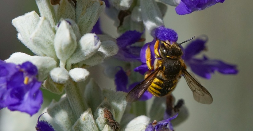 Bee on lavender3